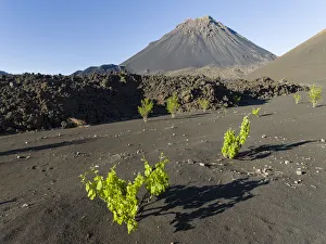 Barren Prints: Traditional viniculture in the Cha de Caldeiras. Stratovolcano mount Pico do Fogo