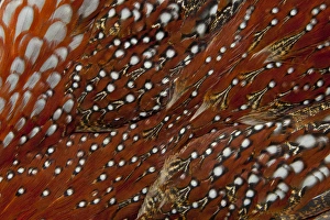 Images Dated 19th November 2011: Tragopan Breast feathers