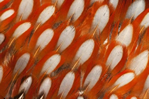 Tragopan Feather design and fan effect