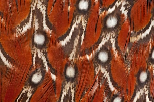 Silver Prints: Tragopan Feather design and fan effect