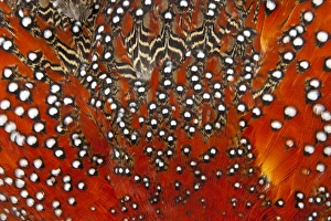 Images Dated 18th November 2011: Tragopan feathers