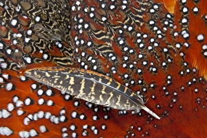 Tragopan feathers
