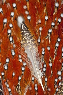 Images Dated 20th November 2011: Tragopan feathers
