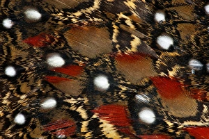 Spots Prints: Tragopan feathers and spots of white