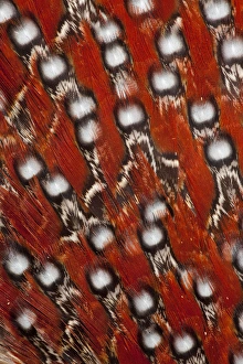 Images Dated 17th April 2010: Tragopan feathers and spots of white