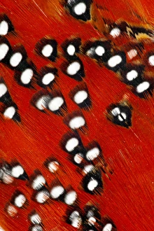 Images Dated 11th September 2011: Tragopan feathers and spots of white