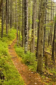 Pathway Prints: A trail around Ammonoosuc Lake in New Hampshires White Mountain National Forest