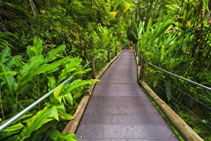 Images Dated 25th October 2013: Trail at the Hawaii Tropical Botanical Garden, Hamakua Coast, The Big Island, Hawaii USA