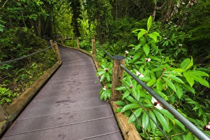 Active Prints: Trail at the Hawaii Tropical Botanical Garden, Hamakua Coast, The Big Island, Hawaii USA