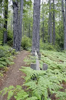 Images Dated 25th May 2008: Trail in Kruse Rhododendron State Reserve Salt Point California