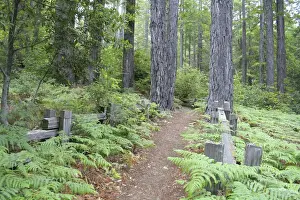 Mark Gibson Prints: Trail in Kruse Rhododendron State Reserve Salt Point California