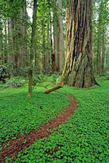 State Park Prints: Trail through sorrel and old growth Redwoods in the Stout Grove