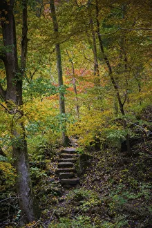 Staircase Prints: Trail Steps in Clifty Creek Park, Southern Indiana