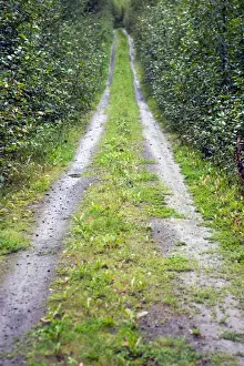 Dirt Road Prints: Trail in the wilderness near Hope in the Kenai Peninsula, Alaska