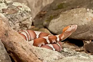 Images Dated 14th July 2009: Trans-pecos Copperhead, Agkistrodon contortrix pictagaster, Native to Western Texas