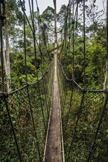 Images Dated 27th February 2016: Traversing the 7 bridges high in the canopy of Kakum National Forest
