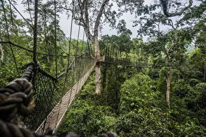 Images Dated 27th February 2016: Traversing the 7 bridges high in the canopy of Kakum National Forest