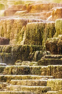 Travertine terraces at Minerva Spring, Mammoth Hot Springs, Yellowstone National Park
