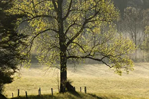 Prints of Tree backlit at sunrise, Cades Cove, Cades Cove, Smoky Mountains National Park, Tennessee Images Dated 2019 June: Tree backlit at sunrise, Cades Cove, Cades Cove, Smoky Mountains National Park, Tennessee