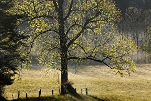 Images Dated 2nd August 2020: Tree backlit at sunrise, Cades Cove, Cades Cove, Smoky Mountains National Park, Tennessee