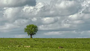Images Dated 2022: Tree and a bird