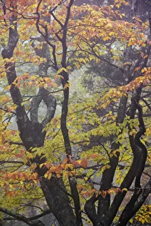 Tree branch pattern in foggy forest, Pisgah National Forest, North Carolina