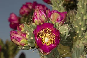 Images Dated 4th May 2021: Tree cholla in bloom, high desert of Edgewood, New Mexico