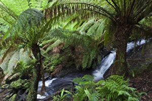 Tree Fern in Melba Gully, Great Otway National Park, Victoria, Australia