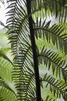 Images Dated 19th November 2011: Tree Fern in Melba Gully, Great Otway National Park, Victoria, Australia