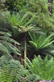 Images Dated 19th November 2011: Tree Fern in Melba Gully, Great Otway National Park, Victoria, Australia