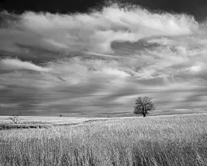 Flint Hills Prints: Tree in Flint Hills of Kansas