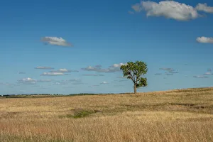 Images Dated 29th August 2021: Tree in the Flint Hills of Kansas