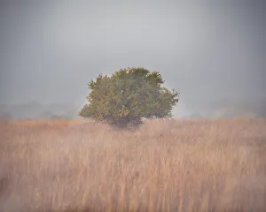 Tree in the fog