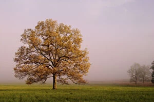 Images Dated 26th April 2004: Tree in foggy meadow Cades Cove Great Smoky Mountains N.P. TN Tree in foggy