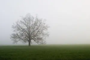 Tree in foggy meadow Cades Cove Great Smoky Mountains N. P. TN Tree in foggy