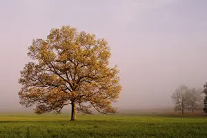 Cove Prints: Tree in foggy meadow Cades Cove Great Smoky Mountains N. P. TN Tree in foggy