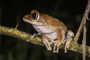 Tree frog, Lango Bai, Republic of Congo (Congo - Brazzaville), AFRICA