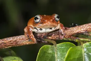 Images Dated 9th June 2013: Tree frog, Lango Bai, Republic of Congo (Congo - Brazzaville), AFRICA