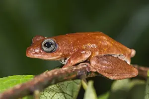 Tree frog, Lango Bai, Republic of Congo (Congo - Brazzaville), AFRICA