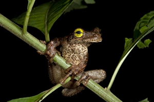 Biology Prints: Tree Frog (Osteocephalus taurinus), Yasuni National Park, Amazon Rainforest. ECUADOR