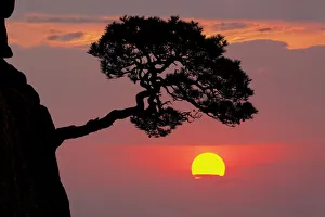 View From Above Prints: Tree on granite mountain peak at sunrise, Yellow Mountain or Huangshan
