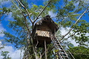 Tree house in a Banyan tree below the Volcano Yasur, Island of Tanna, Vanuatu, South