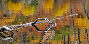 Tree limb and colorful autumn reflection on Lost Lake in Glacier National Park, Montana