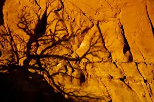 Alien Prints: Tree limbs cast alien looking shadow on sandstone wall at Kodachrome State Park in Utah