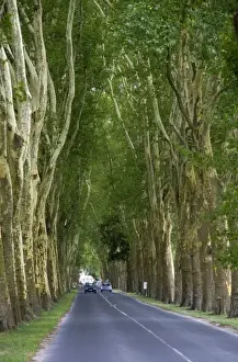 Images Dated 13th September 2009: Tree lined road near the commune of Damery in the Champagne province of northeast France