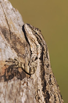 Hill Country Prints: Tree Lizard, Urosaurus ornatus, adult on log camouflaged, Uvalde County, Hill Country