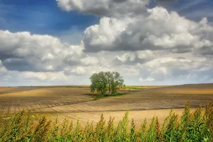 Weed Prints: Tree in the middle of a plowed field