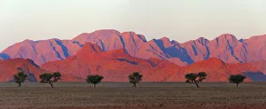 Tree with mountain in southern Namib Desert, Sesriem. Hardap Region, Namibia