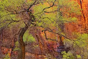 Images Dated 16th April 2010: Tree near the Riverside Walk with ephemeral waterfall during spring, Zion National Park