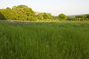 Images Dated 11th August 2015: A tree nursery in Hopkington, Massachusetts